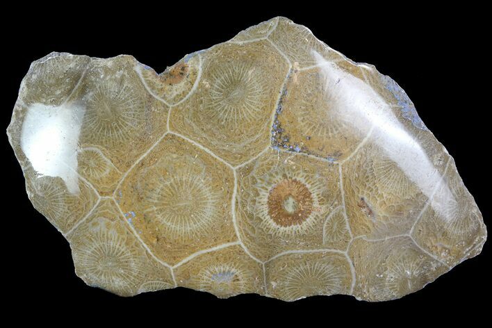 Polished Fossil Coral (Actinocyathus) - Morocco #84963